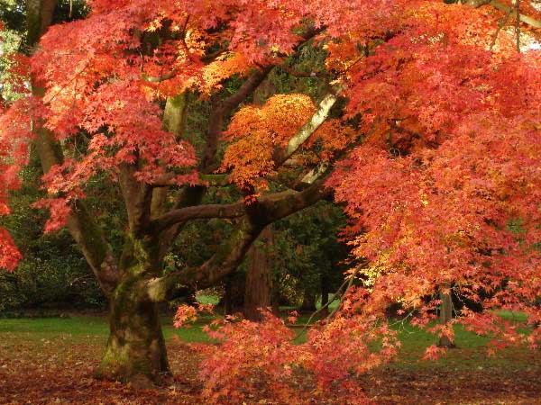 19.Westonbirt Arboretum.jpg